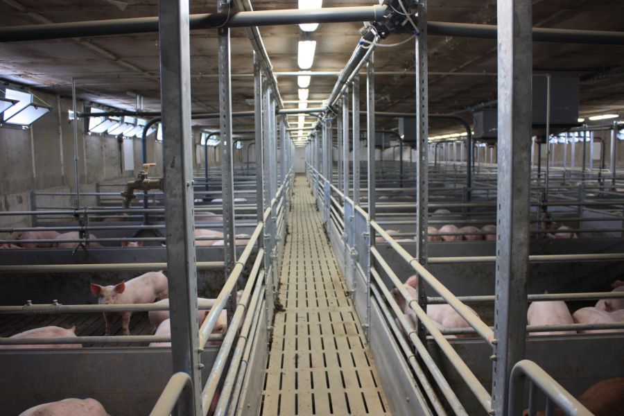 Chov selat ve středisku Řestoky