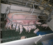 Prasnice se selaty (2)