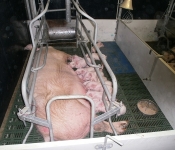 Prasnice se selaty (3)