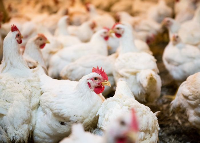 Nosnice v chovu VEMA Chrudim